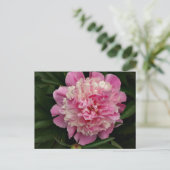 Pink Peony Postkarte (Stehend Vorderseite)