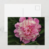 Pink Peony Postkarte (Vorne/Hinten)