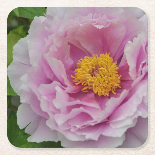 Pink Peony Rechteckiger Pappuntersetzer (Vorderseite)