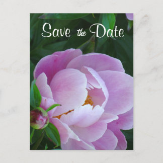 Pink Peony Save the Date Postcard Ankündigungspostkarte
