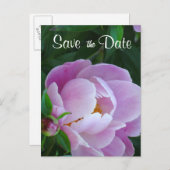 Pink Peony Save the Date Postcard Ankündigungspostkarte (Vorne/Hinten)