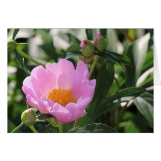 Pink Peony und Knospen