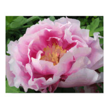 Pink Peony Watercolor Feine Blumen