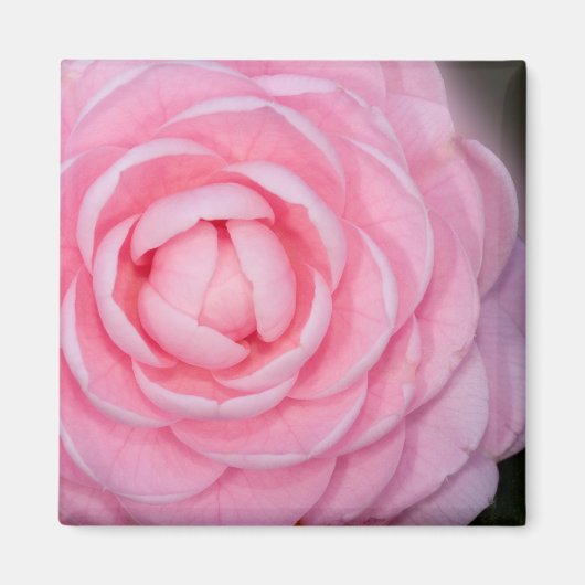Pink Perfection Camellia Magnet (Vorne)