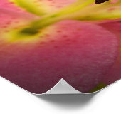 Pink Perfection Lily Poster (Ecke)