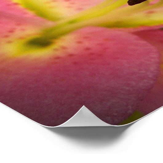 Pink Perfection Lily Poster (Ecke)