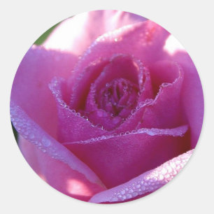 Pink Perfection Rose Sticker