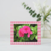 Pink Periwinkle Raute Postkarte (Stehend Vorderseite)