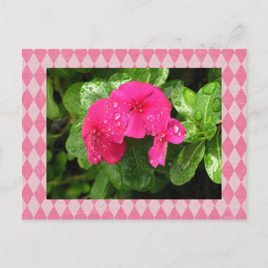 Pink Periwinkle Raute Postkarte (Vorderseite)