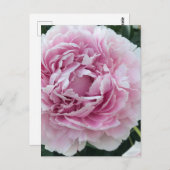 Pink Perky Peony Foto Postkarte (Vorne/Hinten)