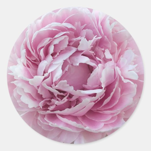 Pink Perky Peony Runder Aufkleber (Vorderseite)