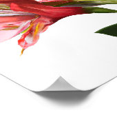 Pink Peruvian Lilies Blume Art Print Poster (Ecke)
