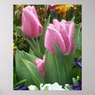 Pink Petal Tulips in den Blätter 2 Poster