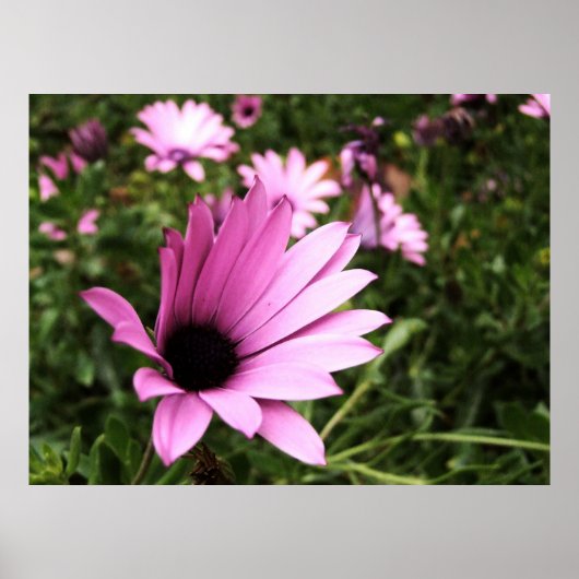 Pink Petals Poster (Vorne)
