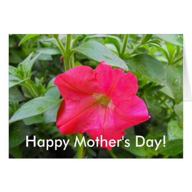 Pink-Petunia-Blume (Vorderseite (Horizontal))