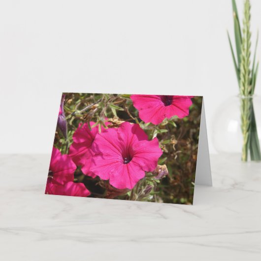 Pink-Petunia-Blume Karte (Vorderseite)