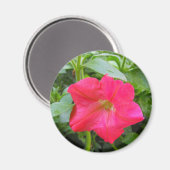 Pink-Petunia-Blume Magnet (Vorderseite/Rückseite)