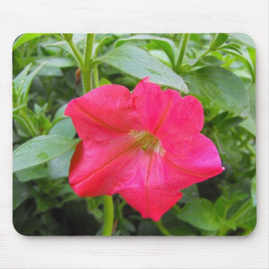 Pink-Petunia-Blume Mousepad (Vorne)