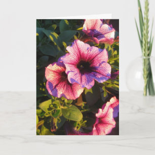 Pink Petunia Blumengarten Karte