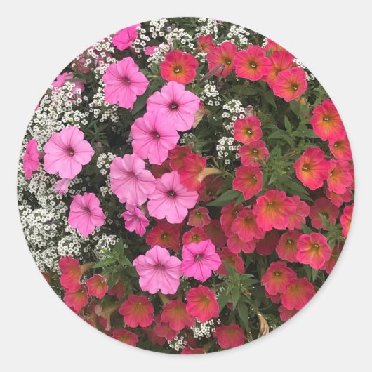 Pink Petunia Flowers Springtime Runder Aufkleber (Vorderseite)
