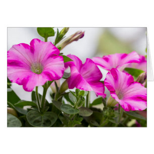 Pink Petunia Passion