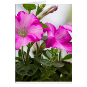 Pink Petunia Passion