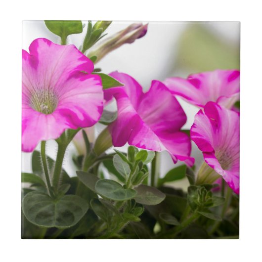 Pink Petunia Passion Fliese (Vorderseite)