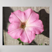 Pink Petunia Poster (Vorne)