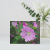 Pink Petunia Postkarte (Stehend Vorderseite)