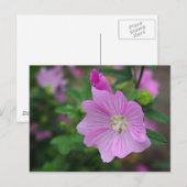 Pink Petunia Postkarte (Vorne/Hinten)