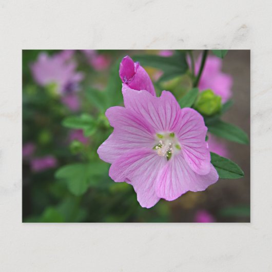 Pink Petunia Postkarte (Vorderseite)