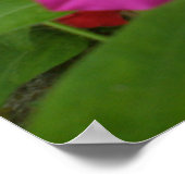 Pink Petunia Print Poster (Ecke)