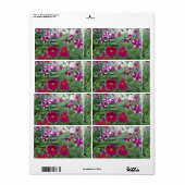 Pink Petunias (Vorne)