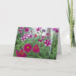 Pink Petunias Karte