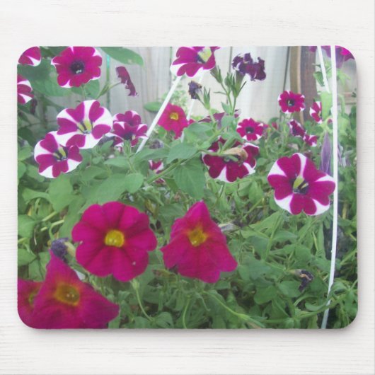 Pink Petunias Mousepad (Vorne)