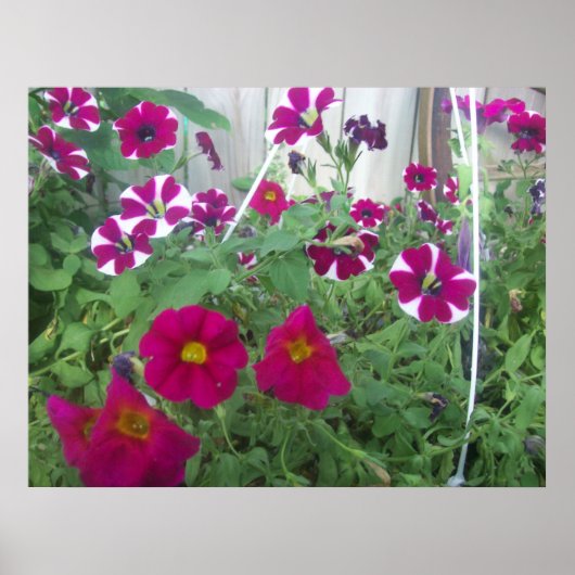 Pink Petunias Poster (Vorne)