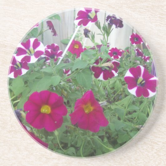 Pink Petunias Sandstein Untersetzer (Vorne)