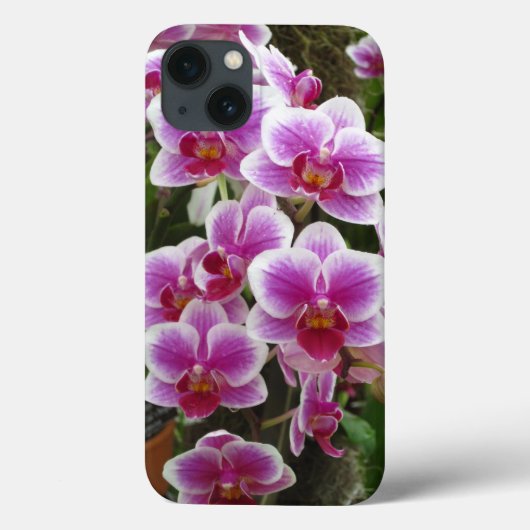 Pink Phalaenopsis iPhone 13 Fall Case-Mate iPhone Hülle (Rückseite)