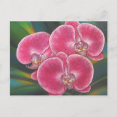 Pink Phalaenopsis Orchids Blume Acrylmalerei Postkarte (Vorderseite)