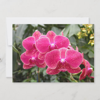 Pink Phaleonopsis Einladung