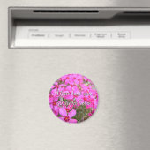 Pink Phlox Blume Magnet (In Situ (Geschirrspüler))
