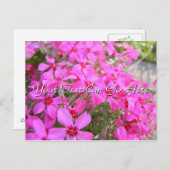 Pink Phlox Blume Postkarte (Vorne/Hinten)