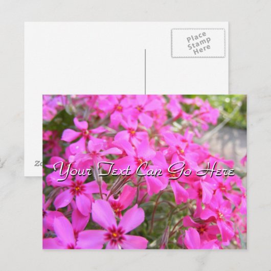 Pink Phlox Blume Postkarte (Vorne/Hinten)