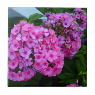 Pink Phlox Blume Tile Fliese