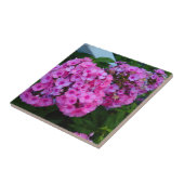 Pink Phlox Blume Tile Fliese (Seite)