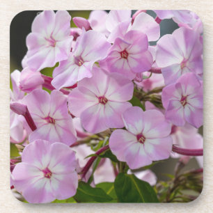 Pink Phlox Getränkeuntersetzer