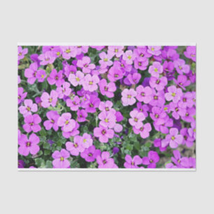 Pink Phlox Seidenpapier
