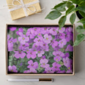 Pink Phlox Seidenpapier (Geschenk)