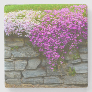 Pink Phlox Stone Untersetzer