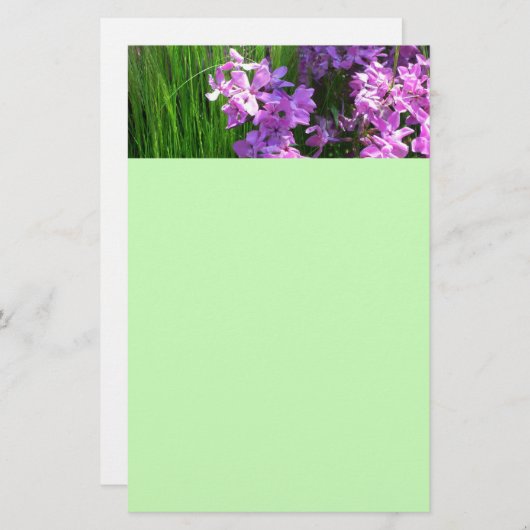 Pink Phlox und Gras Sommer Blüten Briefpapier (Vorne/Hinten)